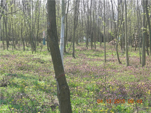 arčilend